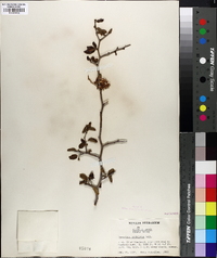 Ceanothus cordulatus image