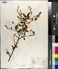 Ceanothus parryi image