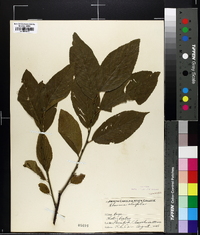 Rhamnus alnifolia image