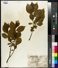 Rhamnus alnifolia image