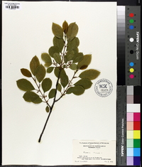 Frangula alnus image