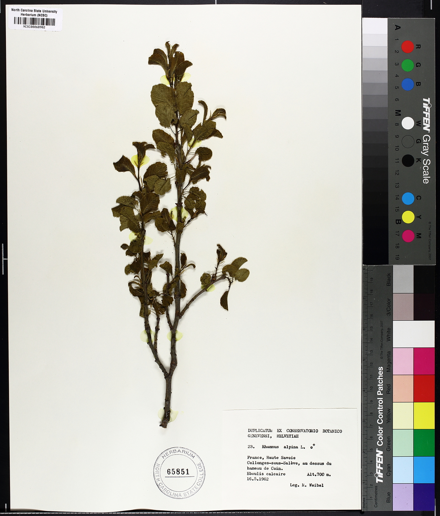 Rhamnus alpina image