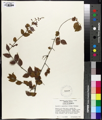 Sageretia minutiflora image