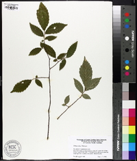 Ulmus alata image