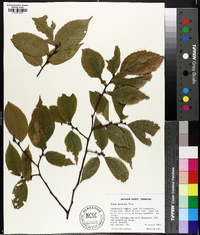 Ulmus serotina image