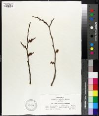 Ulmus procera image