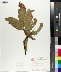 Quercus imbricaria image