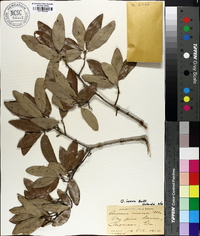 Quercus incana image