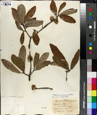 Quercus incana image