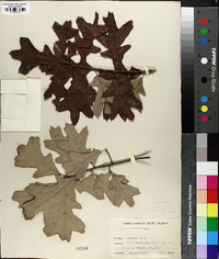 Quercus ilicifolia image