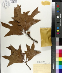 Quercus laevis image