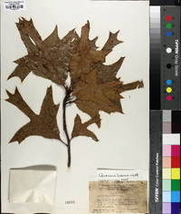 Quercus laevis image