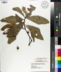 Quercus laurifolia image