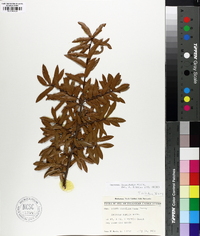 Quercus laurifolia image