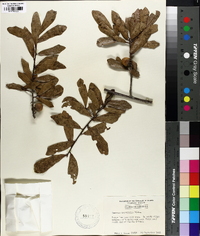 Quercus laurifolia image