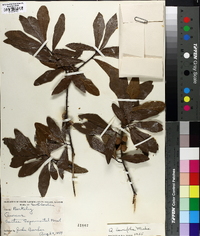 Quercus laurifolia image