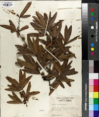 Quercus laurifolia image