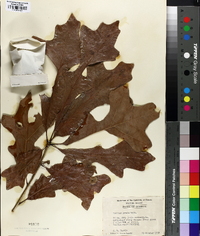 Quercus lyrata image