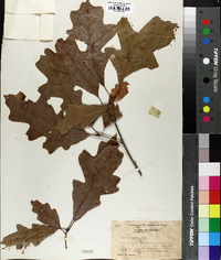Quercus lyrata image