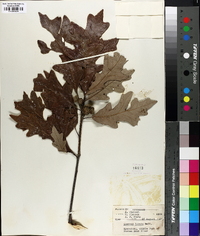 Quercus lyrata image