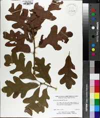 Quercus margaretta image