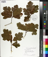 Quercus margaretta image