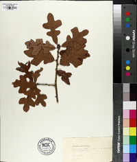 Quercus margaretta image