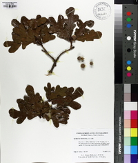 Quercus margaretta image