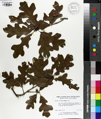 Quercus margaretta image