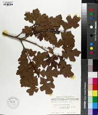 Quercus margaretta image