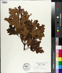 Quercus margaretta image