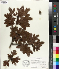 Quercus margaretta image