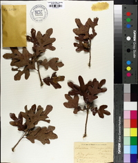 Quercus margaretta image