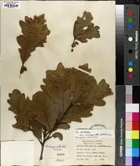 Quercus margaretta image