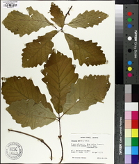 Quercus montana image