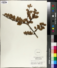 Quercus myrtifolia image