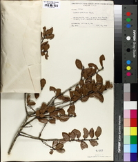 Quercus myrtifolia image