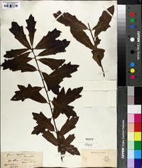 Quercus virens image