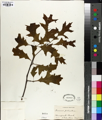 Quercus palustris image