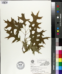 Quercus palustris image