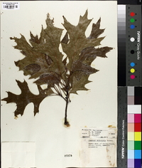 Quercus palustris image