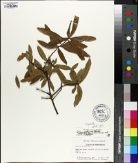 Quercus phellos image