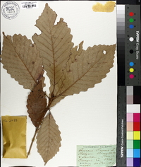 Quercus montana image