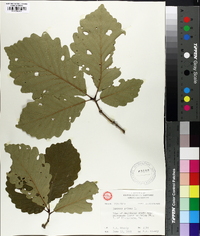 Quercus montana image