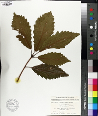 Quercus montana image