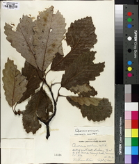 Quercus montana image