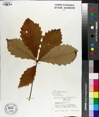 Quercus montana image