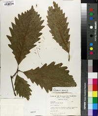 Quercus montana image