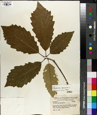 Quercus montana image