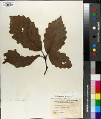 Quercus montana image